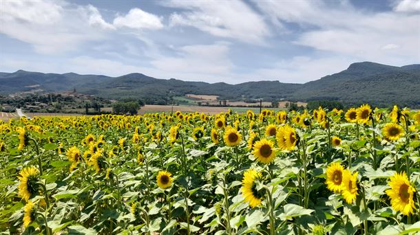 Finca de girasoles en el término municipal de Peñacerrada-Urizaharra