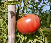 El mejor tomate feo de Tudela