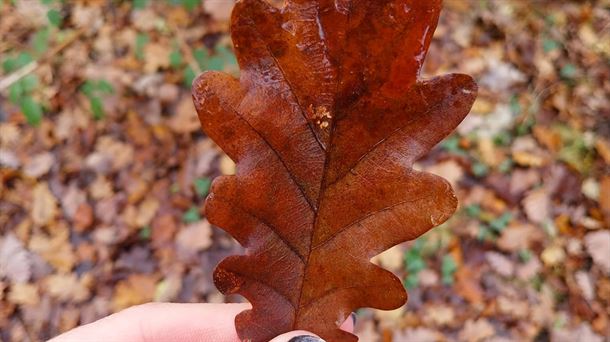 Remedios naturales para afrontar el otoño