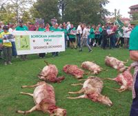 El lobo fuerza a los ganaderos a pasarse al manejo de las reses en intensivo