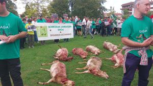 El lobo fuerza a los ganaderos a pasarse al manejo de las reses en intensivo