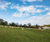 Rebaños de ovejas y vacas dominan el paisaje fotográfico de Oiardo