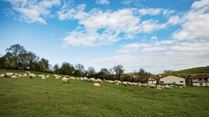 Rebaños de ovejas y vacas dominan el paisaje fotográfico de Oiardo