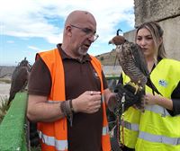 Los halcones, los guardianes del centro de residuos de Góngora