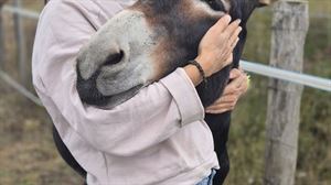 Terapia con burros en Álava: 