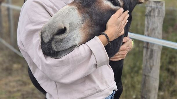 Terapia con burros en Álava: "no están adiestrados, sino socializados"