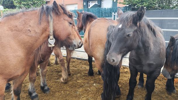 30 años de ganadería, agricultura y artesanía en Zuia