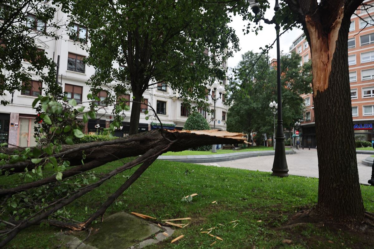 Parte de un árbol derribado por el viento en la plaza Campuzano de Bilbao. 