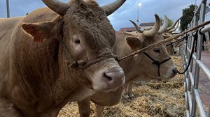 Damos un paseíco por la Feria de Agurain