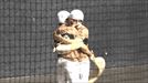 Johan y Gorka Sorozabal, primeros finalistas de la Jai Alai League