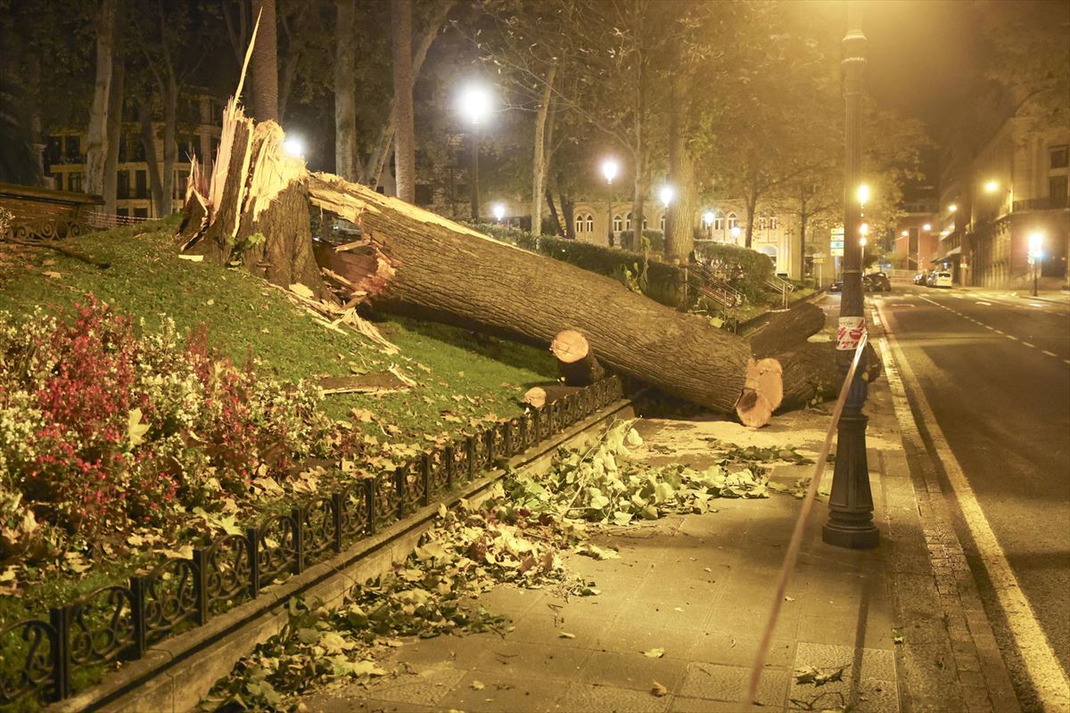 Parte de un árbol derribado por el viento en los Jardines de Albia. 