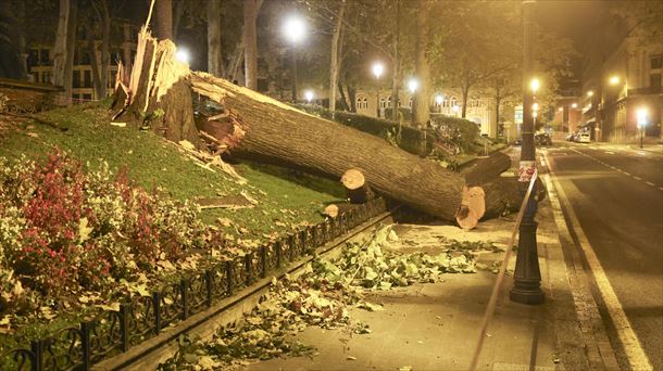 Parte de un árbol derribado por el viento en los Jardines de Albia. 