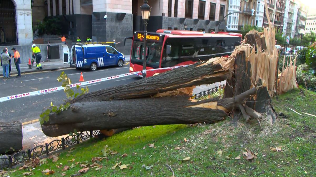 Caída de un árbol en Bilbao