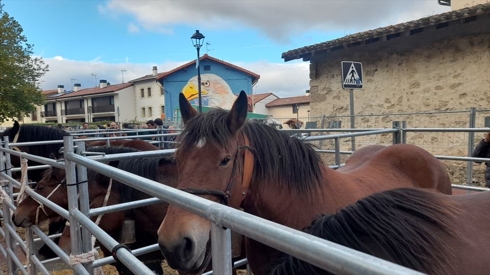 3.	XV. Concuros Morfológico de ganado equino de Euskadi de la raza de Caballo de monte del País Vasco