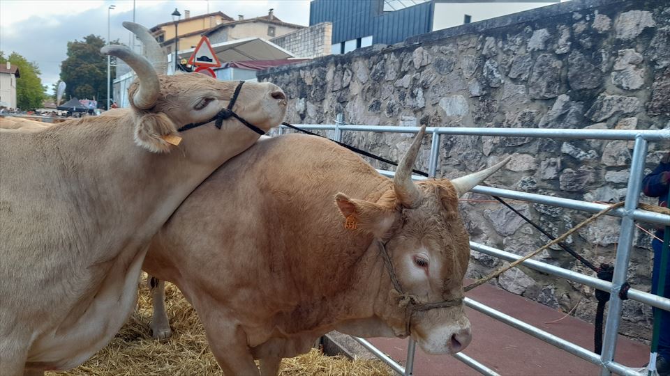 7.	Destacaron las reses de ganado bovino de ganaderos de la Cuadrilla de Llanada Alavesa.