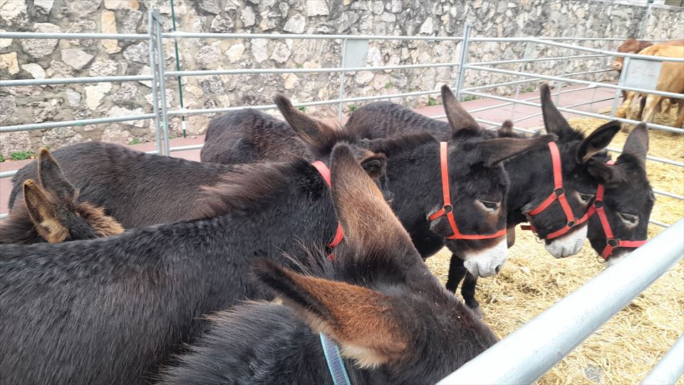 8.	Hubo una representación de burros de la raza de las Encartaciones