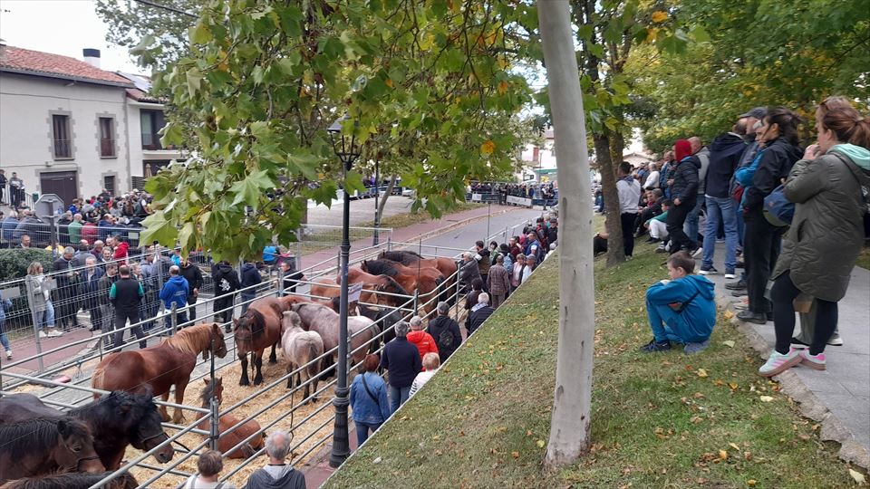 13.	Numerosa gente se acercó para ver el concurso de ganado equino