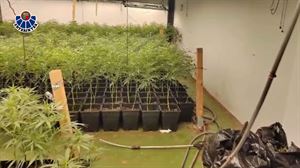 Bi pertsona ikertzen ari dira, Lezon eta Irunen bi marihuana plantazio atzeman ostean