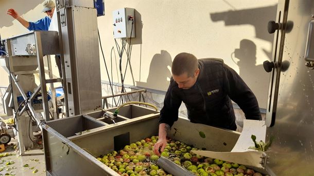 Las manzanas pasan por la piscina, para su limpieza, antes e ir a la trituradora