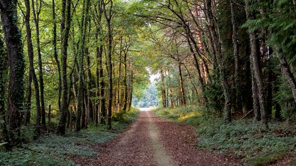 El túnel vegetal nos lleva hasta el humedal de Santiagolarra. BORJA TRIVIÑO