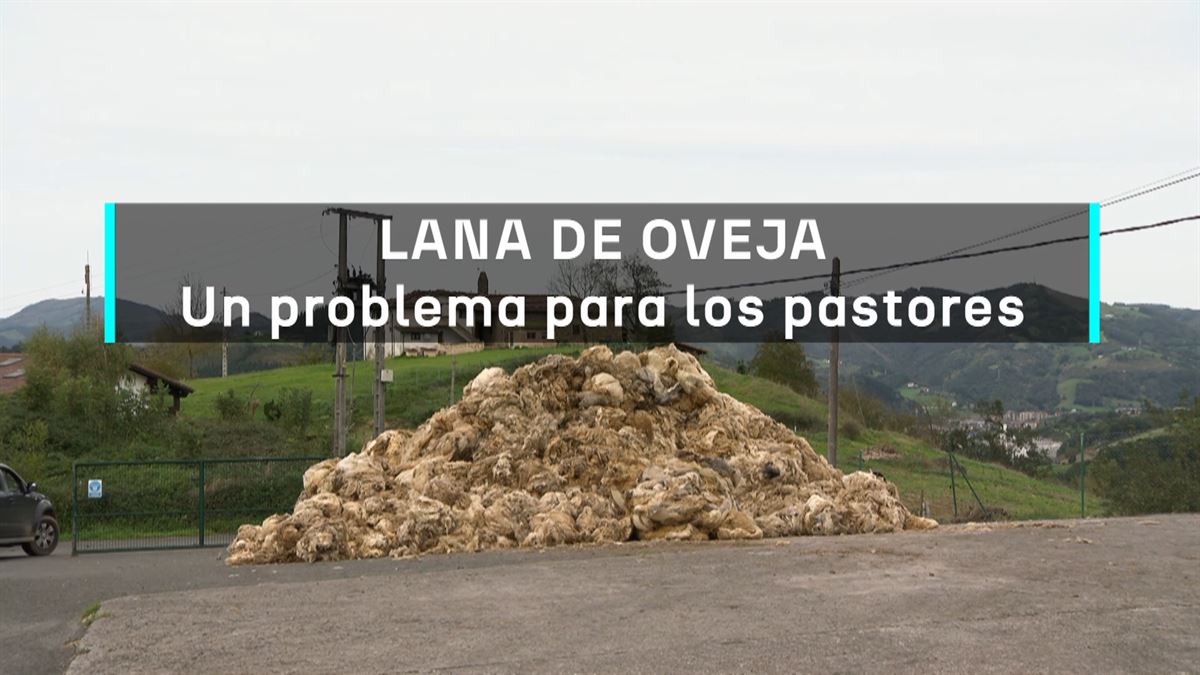 En busca de una salida adecuada y económica para la lana de oveja