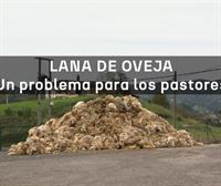 En busca de una salida adecuada y económica para la lana de oveja