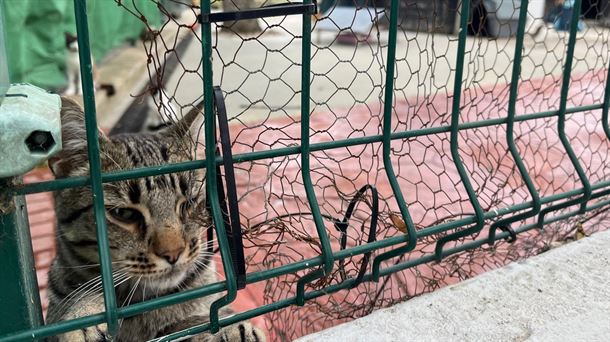 El Centro de Protección Animal abre sus puertas para sensibilizar a la ciudadanía y fomentar la adopción