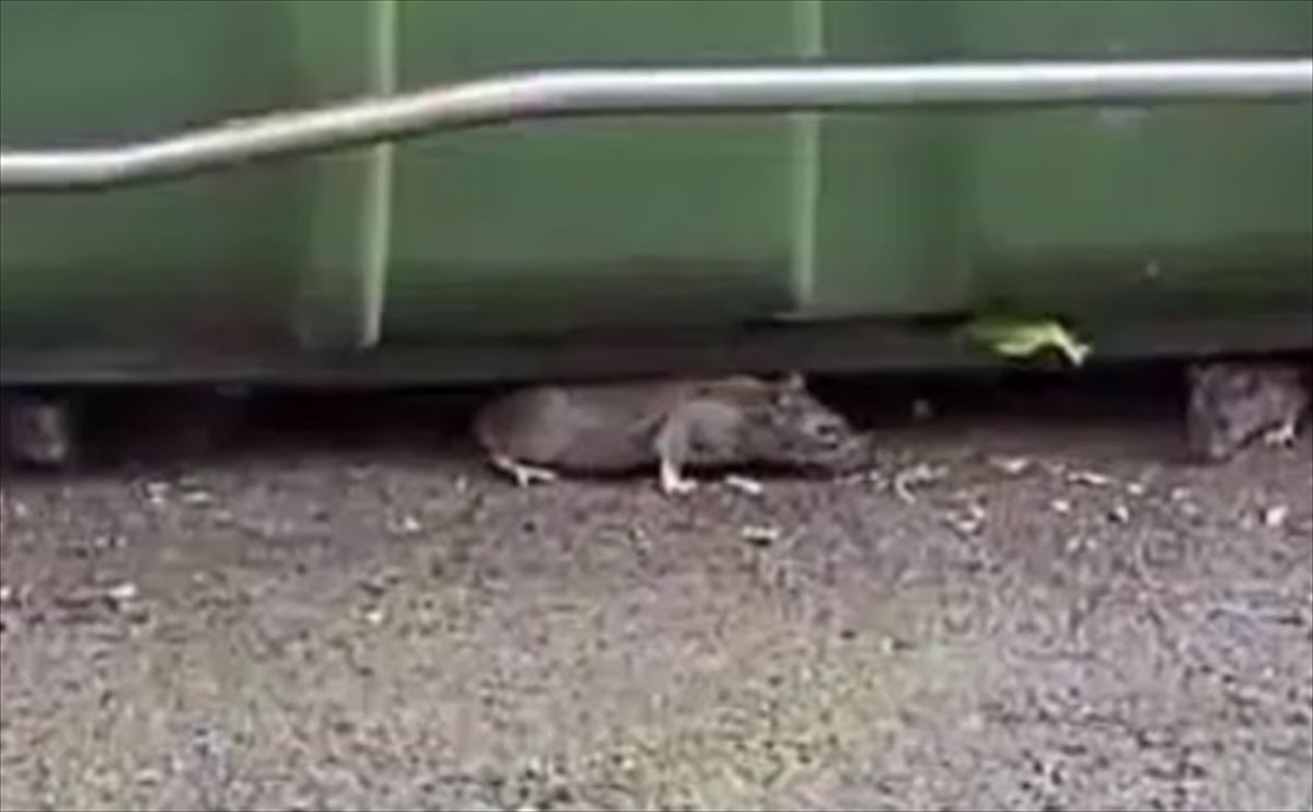 Dos ratas bajo un contenedor de basura. 