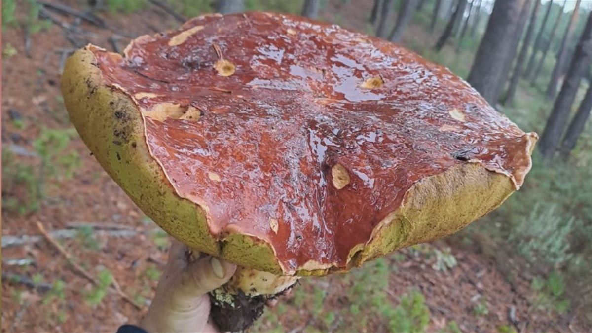 Un vecino de Lizarra ha encontrado un boletus de casi 4 kilos en Zamora