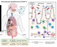 La conexión entre microbioma intestinal y cerebro, clave para entender la COVID persistente