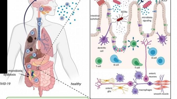 La conexión entre microbioma intestinal y cerebro, clave para entender la COVID persistente. 