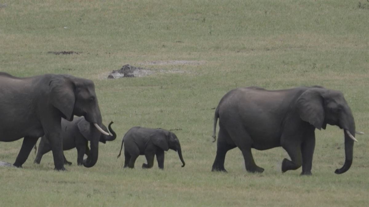 Zimbabue va a sacrificar al menos 200 elefantes debido a la sequía