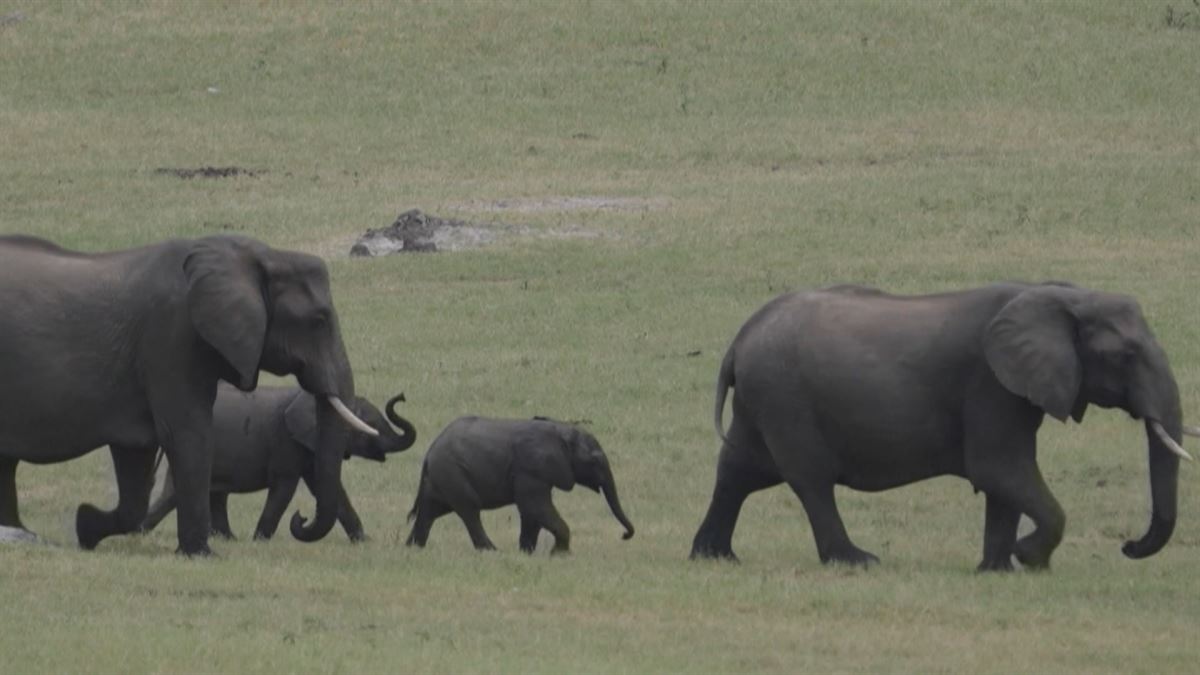 Zimbabwek gutxienez 200 elefante sakrifikatuko ditu lehortearen ondorioz