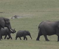 Zimbabwek gutxienez 200 elefante sakrifikatuko ditu lehortearen ondorioz