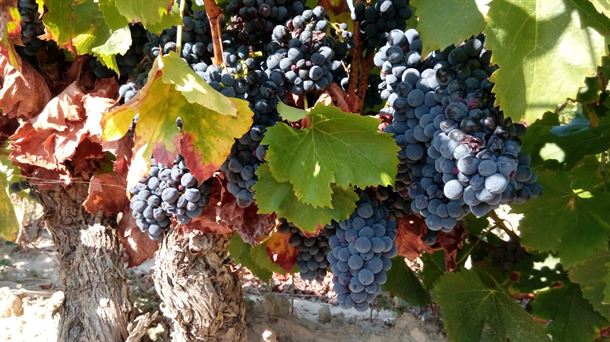 El sector vitícola reclama a las instituciones medidas estructurales para hacer frente a la crisis del vino