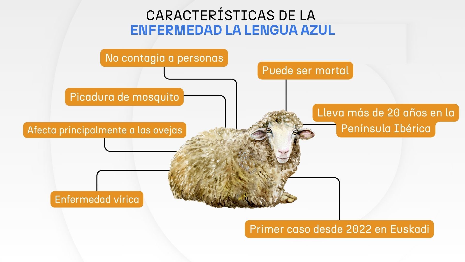 Claves de la lengua azul. Gráfico: EITB Media