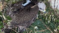 Entzia, el águila Bonelli criado en Montaña Alavesa, ya vuela por Aragón