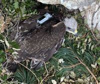 Entzia, el águila Bonelli criado en Montaña Alavesa, ya vuela por Aragón