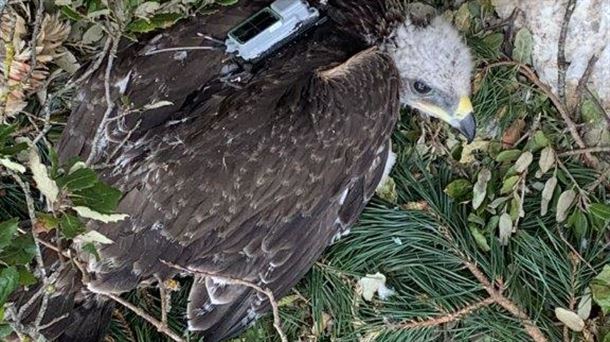 Entzia, el águila Bonelli criado en Montaña Alavesa, ya vuela por Aragón