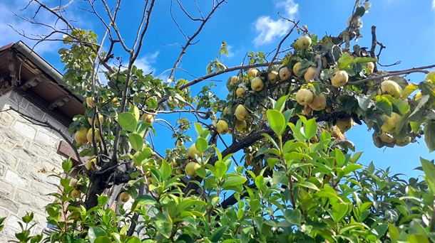 La mezcla de membrillos verdes y maduros es la fórmula idónea para lograr un dulce compacto