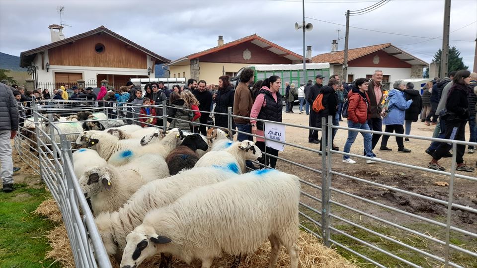  XXXIII. Feria de San Martín de Sta. Cruz de Campezo. La exposición de ganado ha regresado a la Calle La Villa.