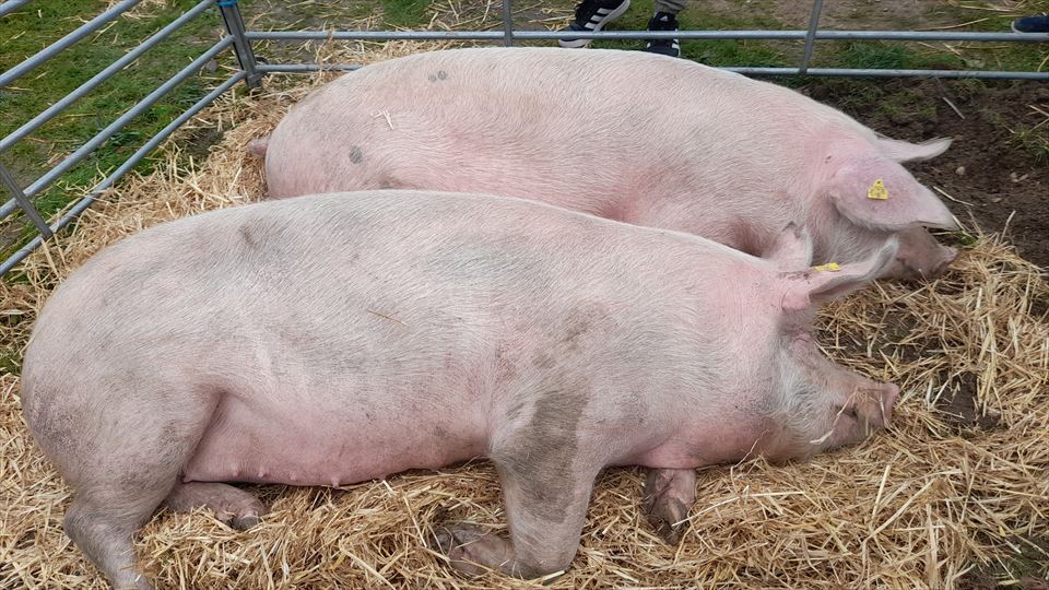  XXXIII. Feria de San Martín de Sta. Cruz de Campezo. La única pareja de cerdos del ganadero Jon Atxa del concejo de Apellaniz (Arraia-Maeztu)