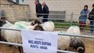  XXXIII. Feria de San Martín de Sta. Cruz de Campezo. La muestra de ganado en esta edición, mermada por los casos de lengua azul detectados en Gipuzkoa. title=