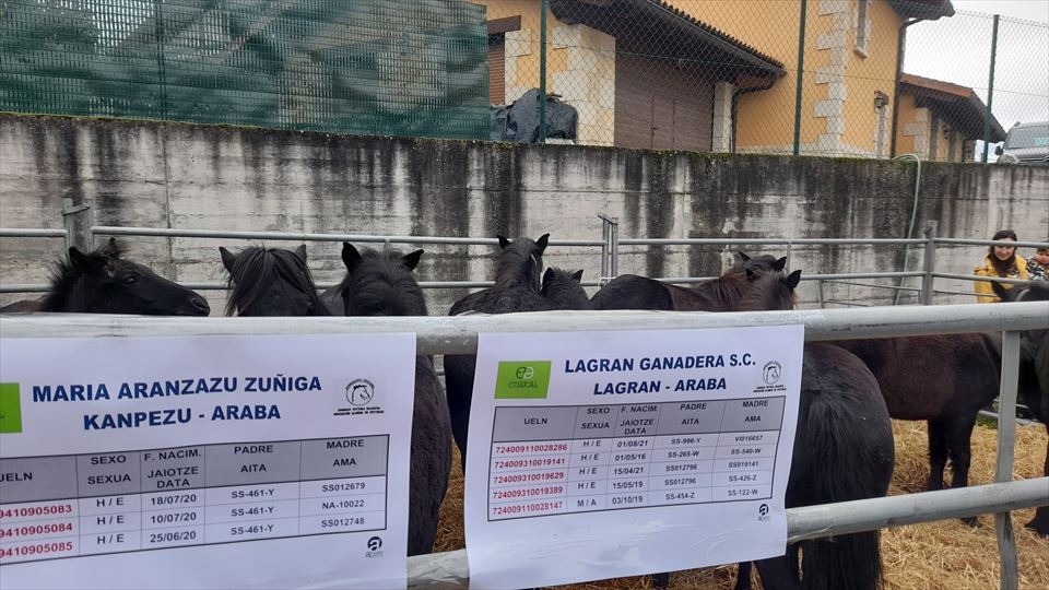  XXXIII. Feria de San Martín de Sta. Cruz de Campezo. Muestra de ganado de la Cuadrilla de Montaña Alavesa y del territorio