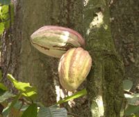 ¿Cómo se produce el cacao?