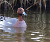 Silbón europeo, un pato muy patito