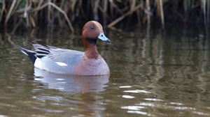 Silbón europeo, un pato muy patito