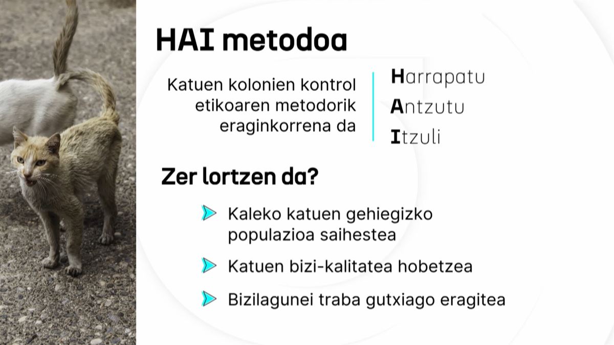 ''HAI metodoarekin, ahalik eta modu etikoenean kontrolatzen saiatzen gara katuen kolonia kopurua''