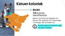 Katuen koloniak Euskadiko hiriburuetan