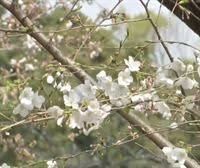 Quería conocer el otoño japonés 